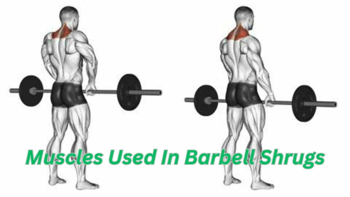 Your Guide To Barbell Shrug: Form, Muscles Worked, Benefits, And ...